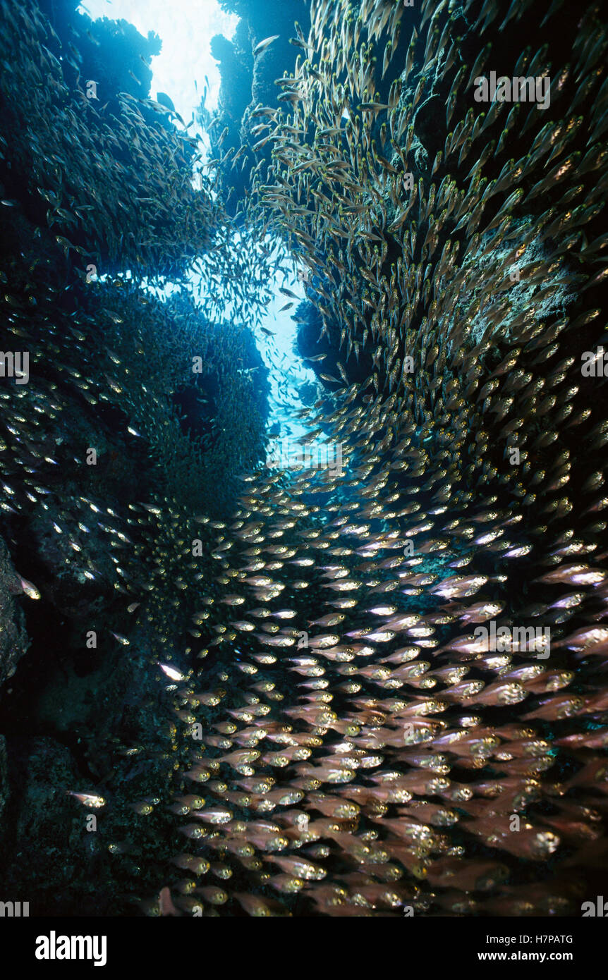 Silverside (Atherinidae) school within coral cave, Red Sea Stock Photo