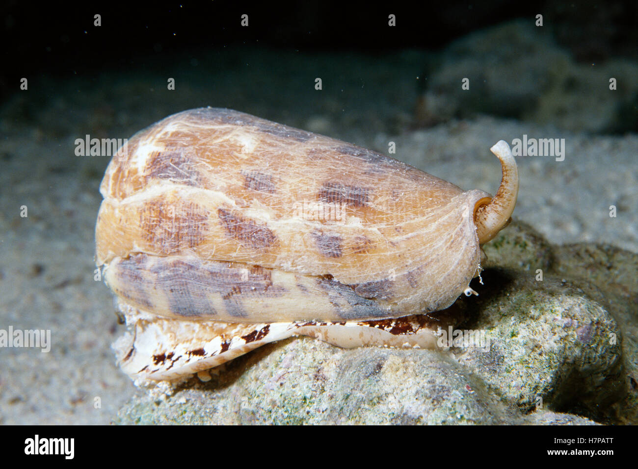Striate Cone Snail (Conus striatus) uses venomous barb to subdue prey