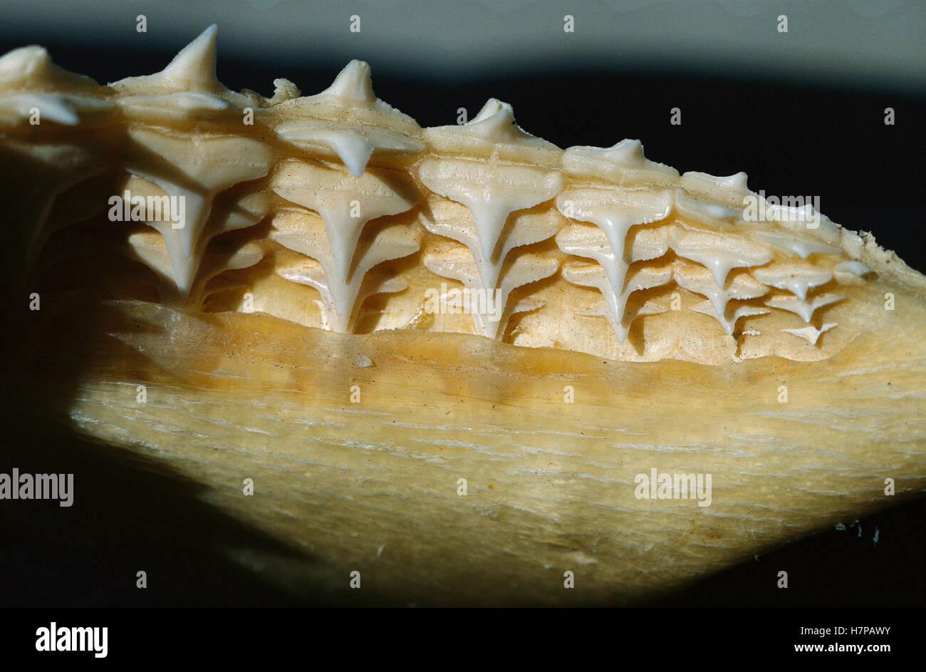 Bull Shark (Carcharhinus leucas) teeth, Florida Stock Photo Alamy