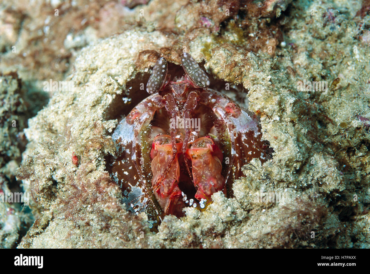 Mantis Shrimp (Odontodactylus scyllarus) in its burrow, ready to strike