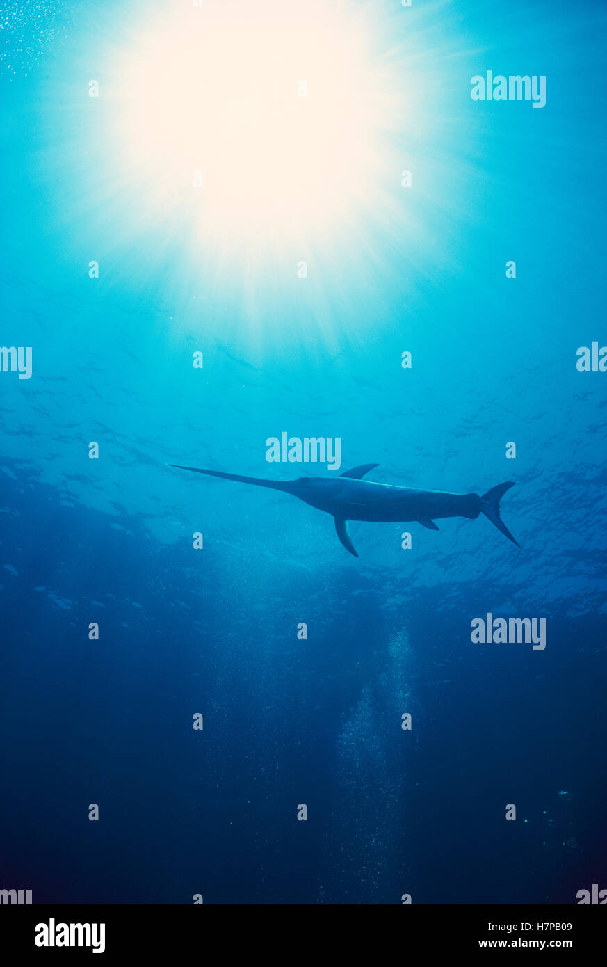 Swordfish (Xiphias gladius) swimming, sword used to kill prey such as