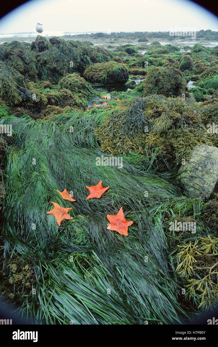 Bat Star (Asterina miniata) group among sea grass and intertidal algae