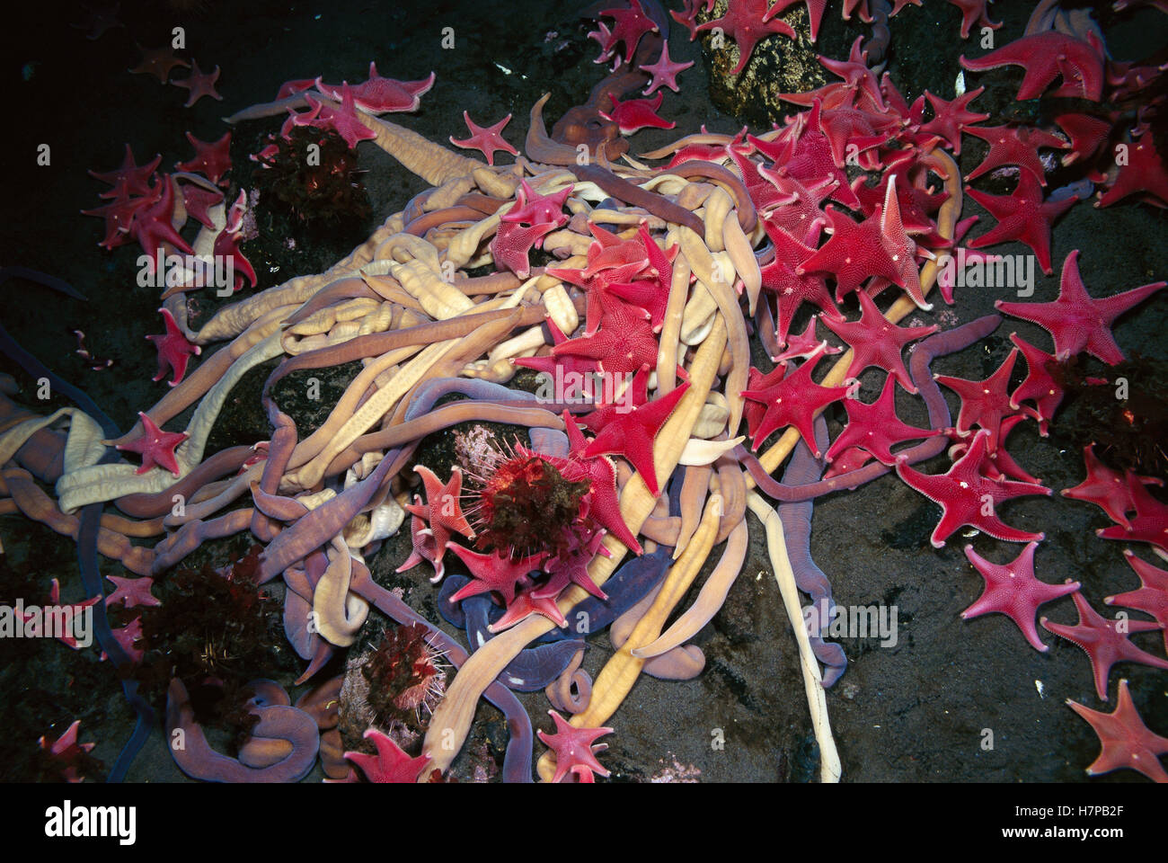 Proboscis Worm (Parborlasia corrugatus) group and Sea Stars (Odontaster