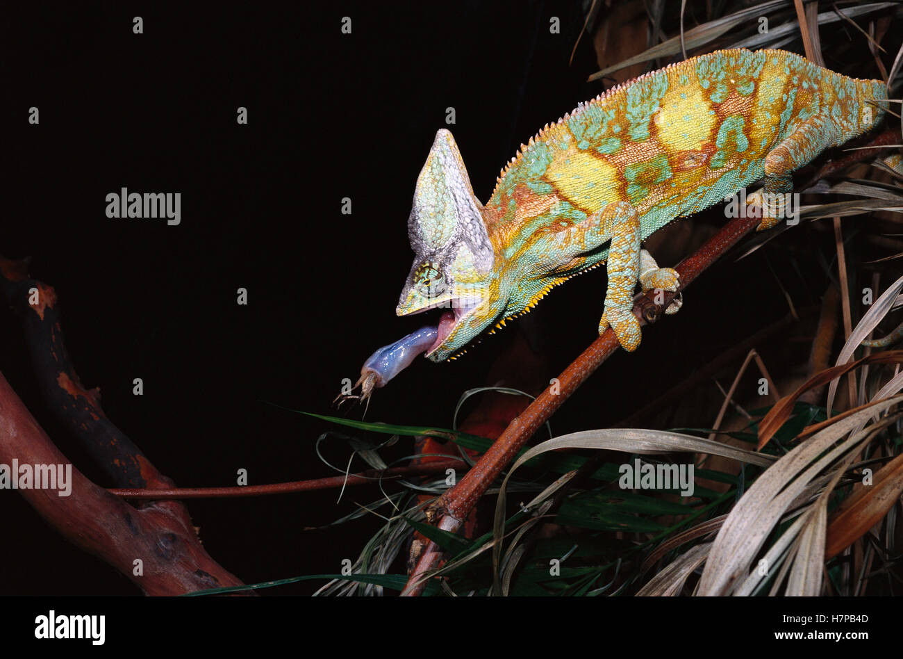 Oldworld Chameleon using long tongue to eat a cricket, Africa Stock