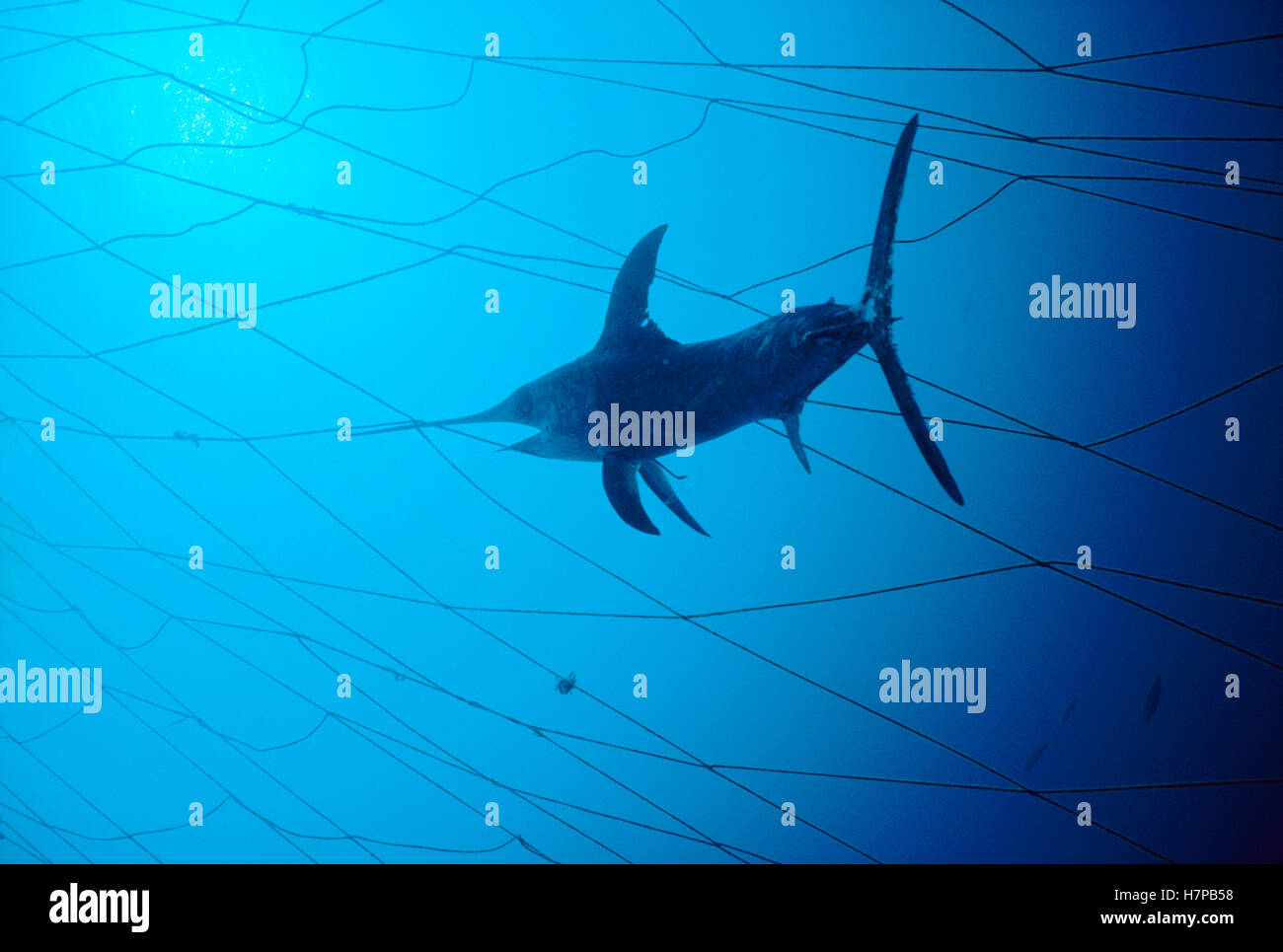 Swordfish (Xiphias gladius) caught in fishing net, population is