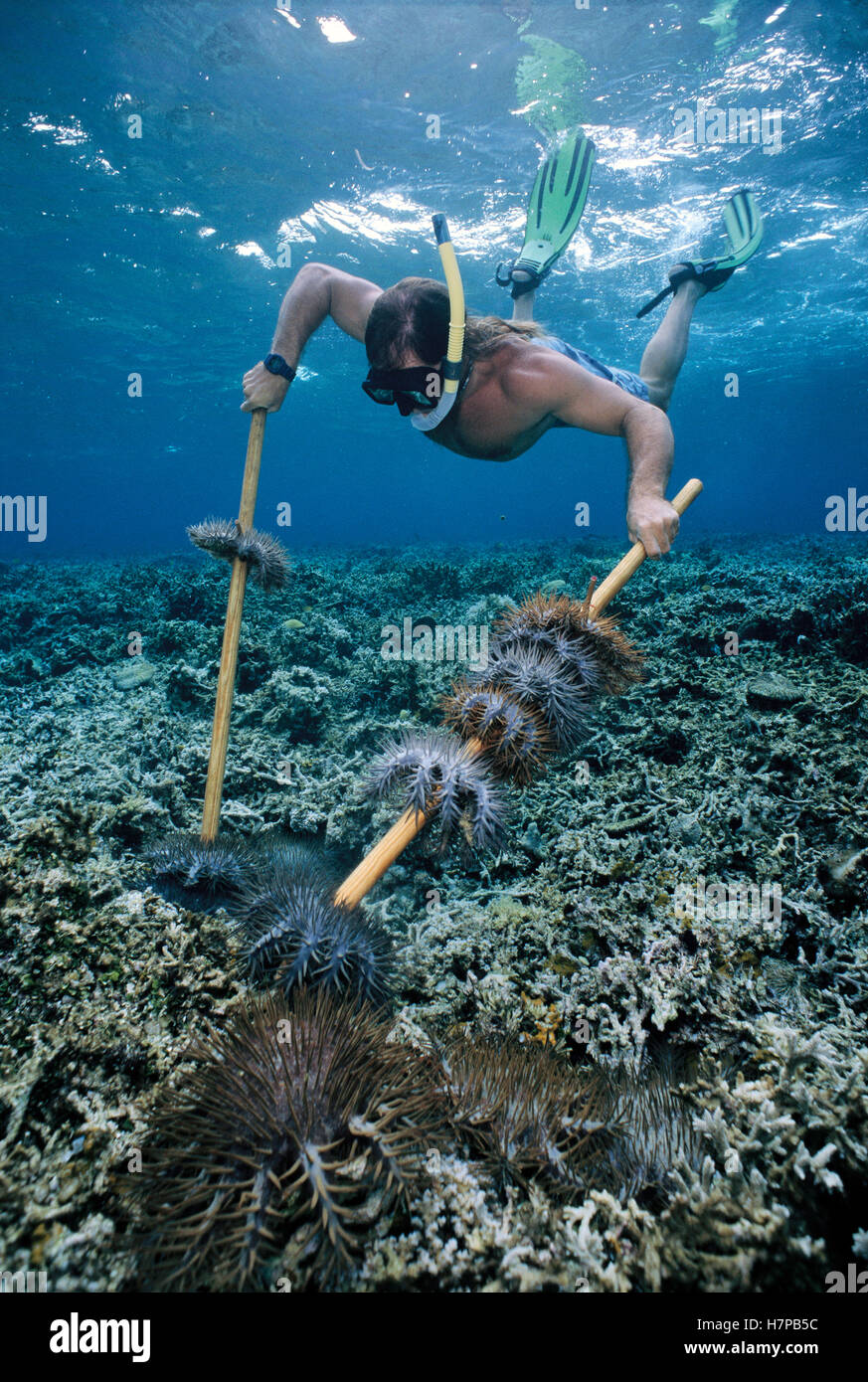 Crown-of-thorns Starfish (Acanthaster planci) are cleared by Ron