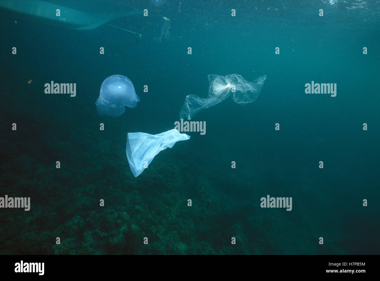 Plastic bags look like jellyfish and kill turtles and other marine life