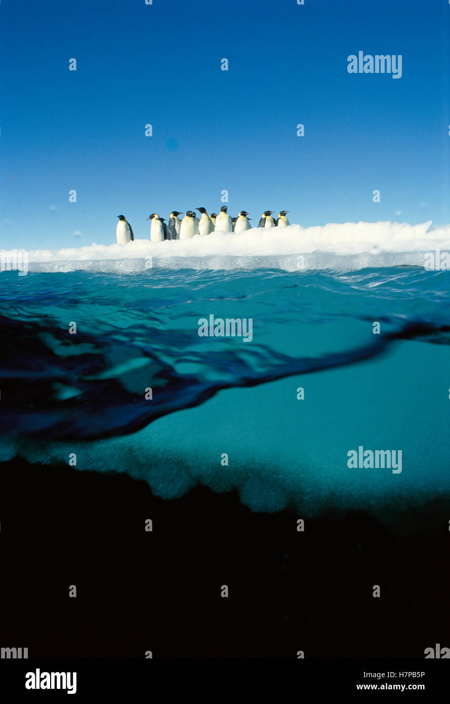 Emperor penguin underwater hi-res stock photography and images - Alamy