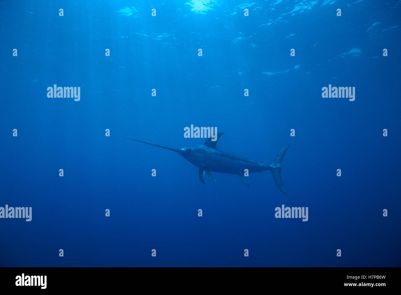 Swordfish (Xiphias gladius) worldwide, can tolerate temperatures of