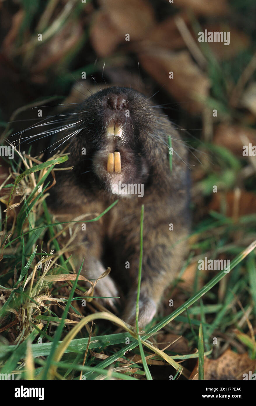 Eastern Pocket Gopher (Geomys sp) showing teeth which are used to