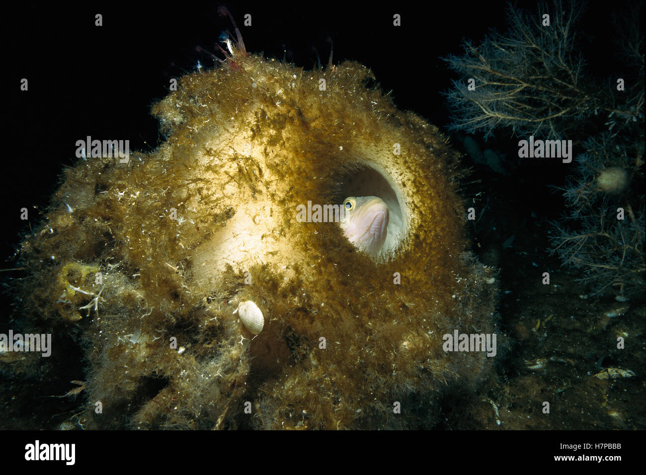 Fish, has glycolproteins in blood to keep from freezing in Antarctic