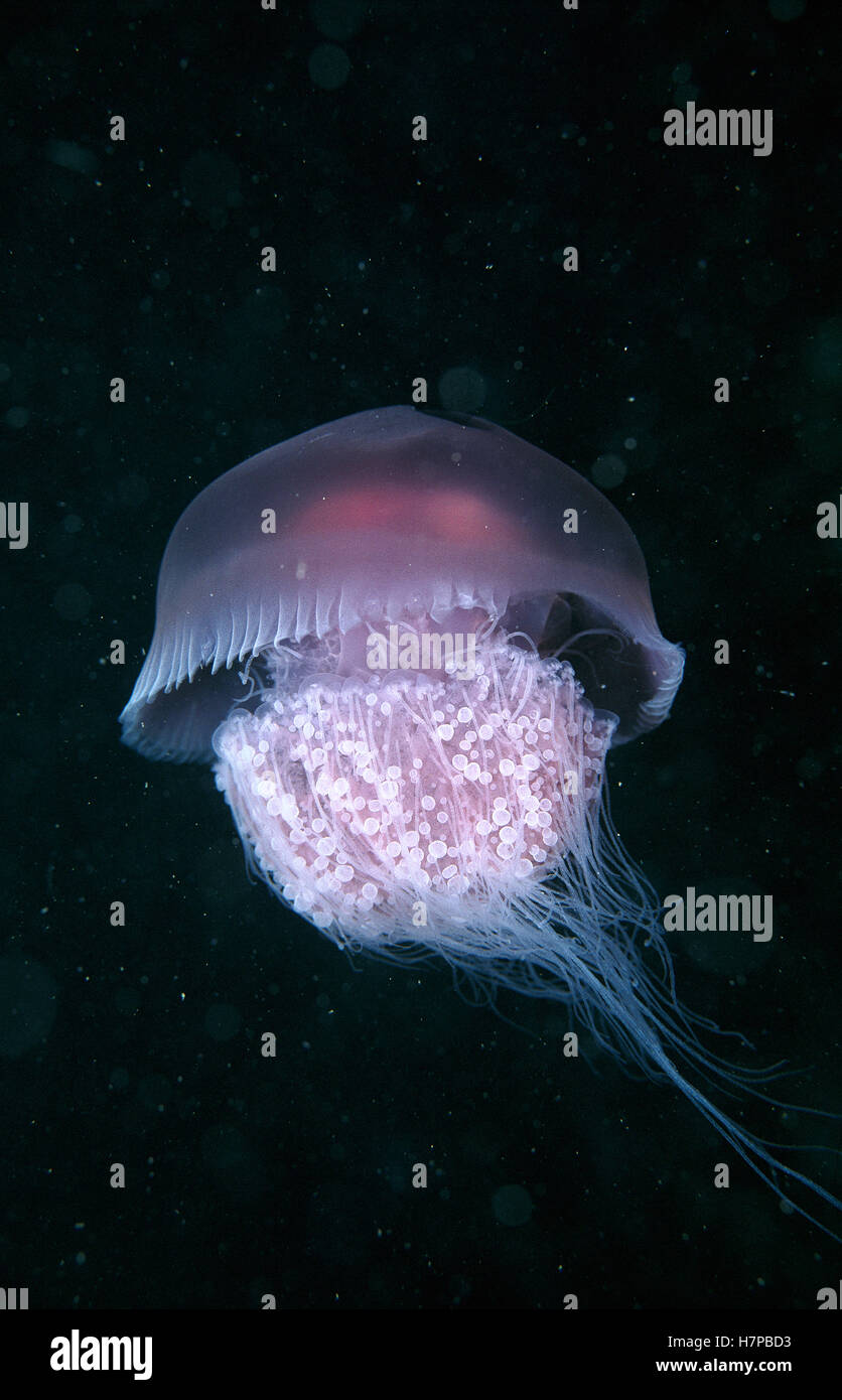 Jellyfish (Crambione mastigophora) underwater, Thailand Stock Photo Alamy