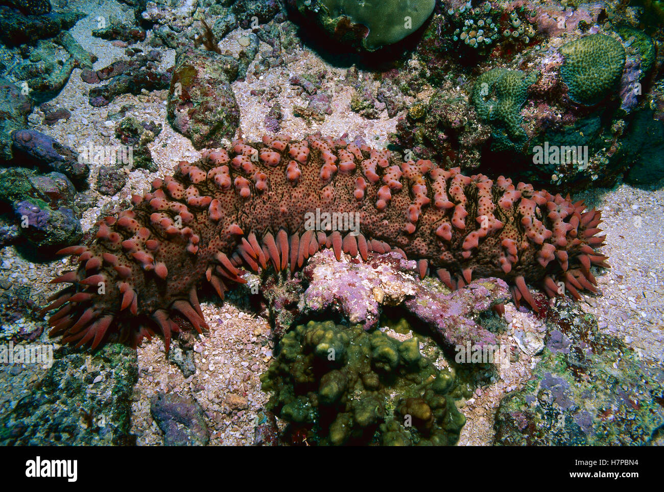 Pineapple Sea Cucumber (Thelenota ananas), Solomon Islands Stock Photo
