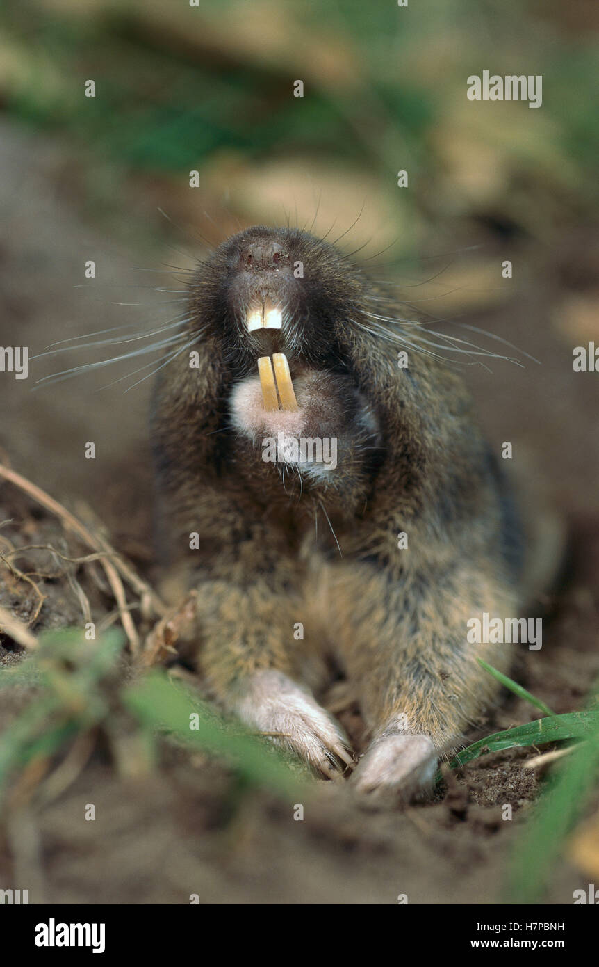 Eastern Pocket Gopher (Geomys sp) showing teeth which are used to