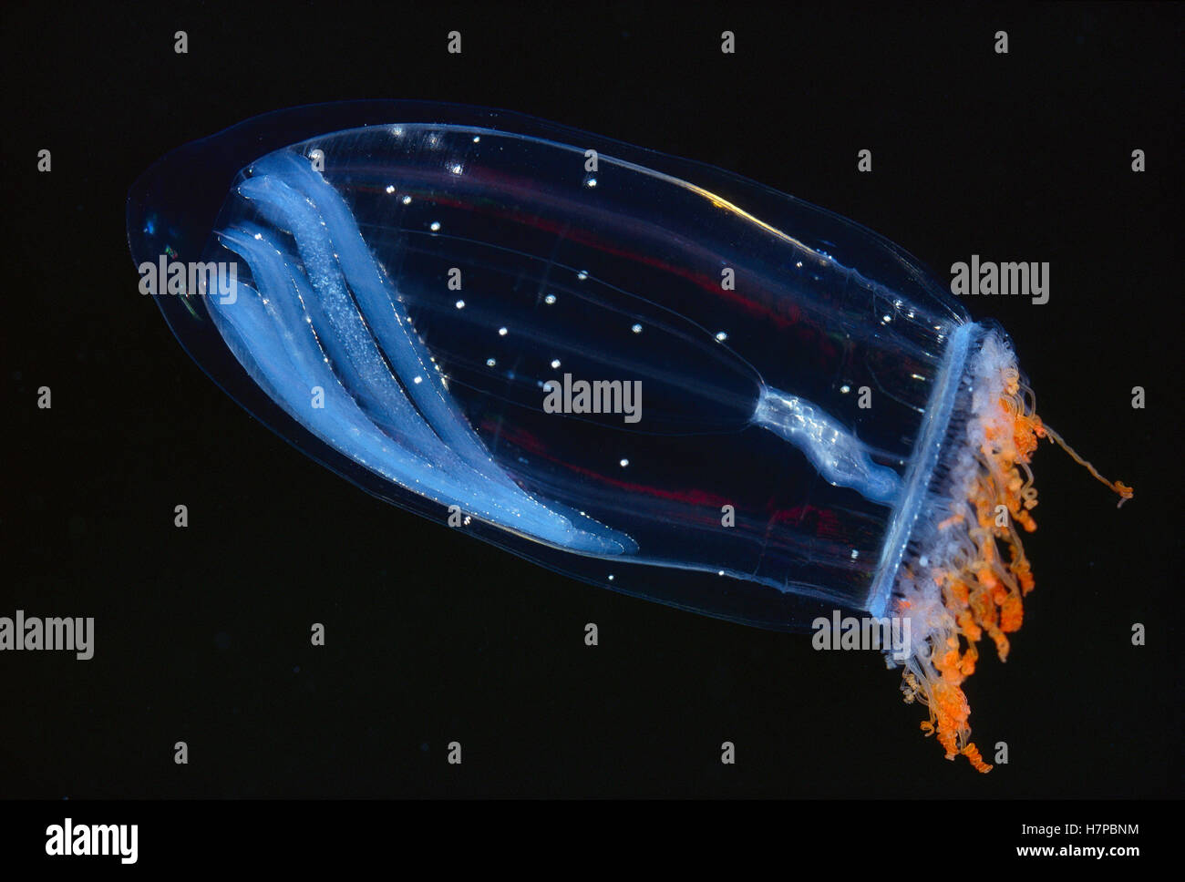 Pink Helmet (Aglantha digitale) jellyfish, Arctic Ocean Stock Photo Alamy