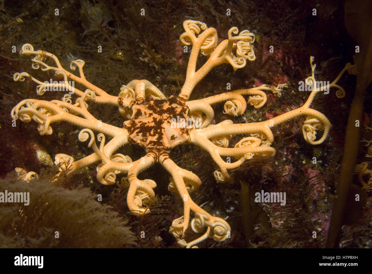 Common Basket Star (Gorgonocephalus eucnemis) with branching arms which