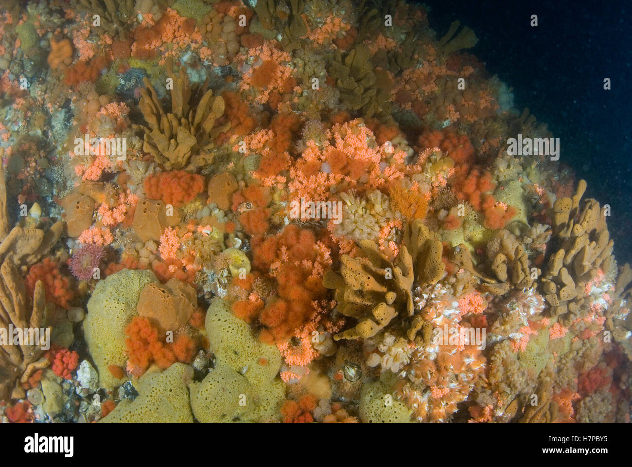 Underwater seamount covered in invertebrate life including sponges