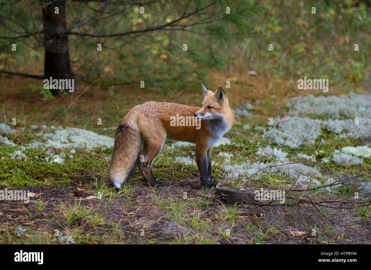 Red fox (Vulpes vulpes) in Algonquin Park in Autumn in Canada Stock ...