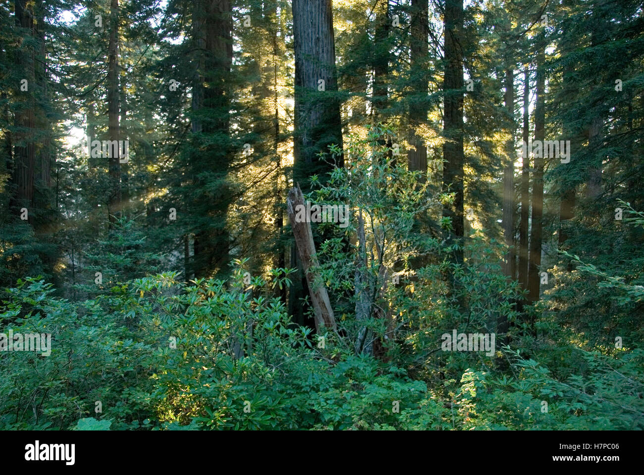 Rays of the setting sun shining through a redwood forest near Brookings ...