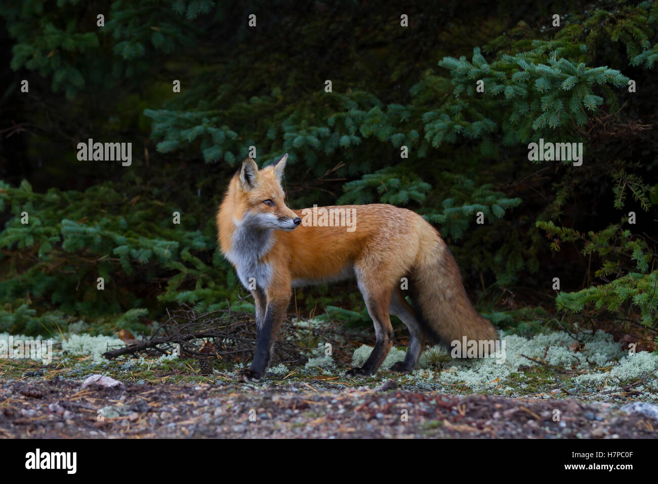 Red fox (Vulpes vulpes) in Algonquin Park in Autumn in Canada Stock ...