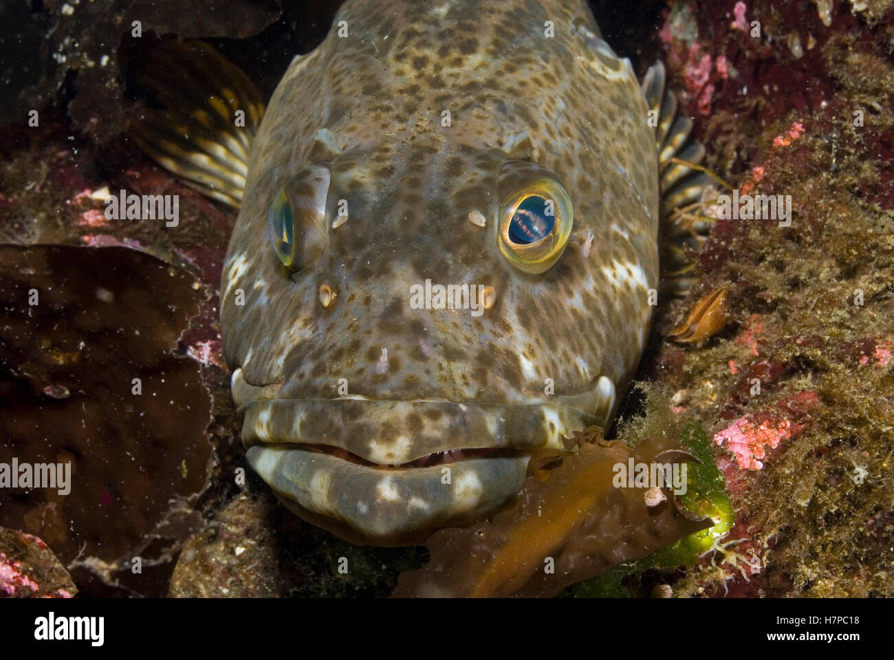 Lingcod (Ophiodon elongatus) portrait, Vancouver Island, British ...