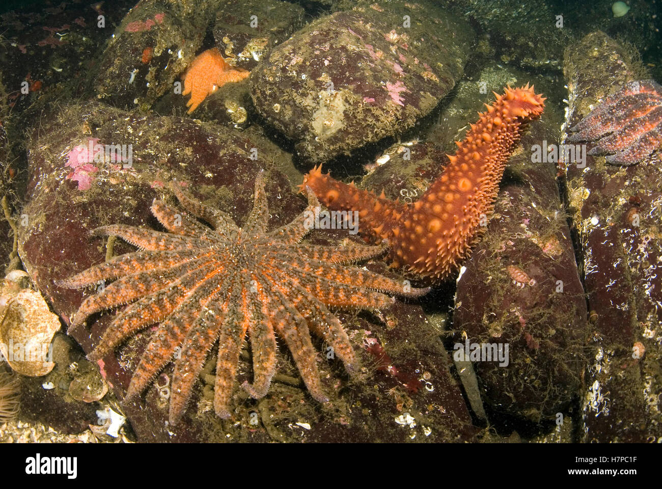 Sea Cucumber exhibits escape response when threatened by arms of Sunflower Sea Stars (Pycnopodia helianthoides), Vancouver Stock Photo