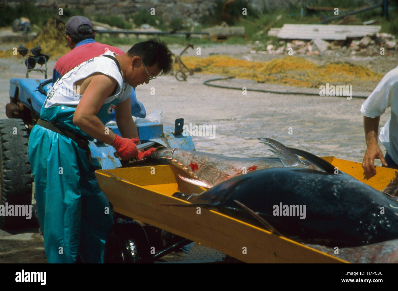 Atlantic Bluefin Tuna (Thunnus thynnus) inspected by japanese buyer