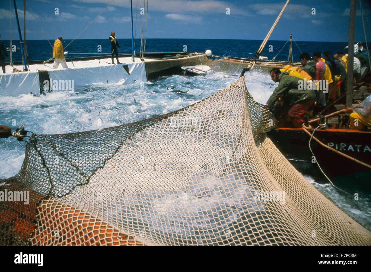 Atlantic Bluefin Tuna (Thunnus thynnus) mattanza, which is the annual