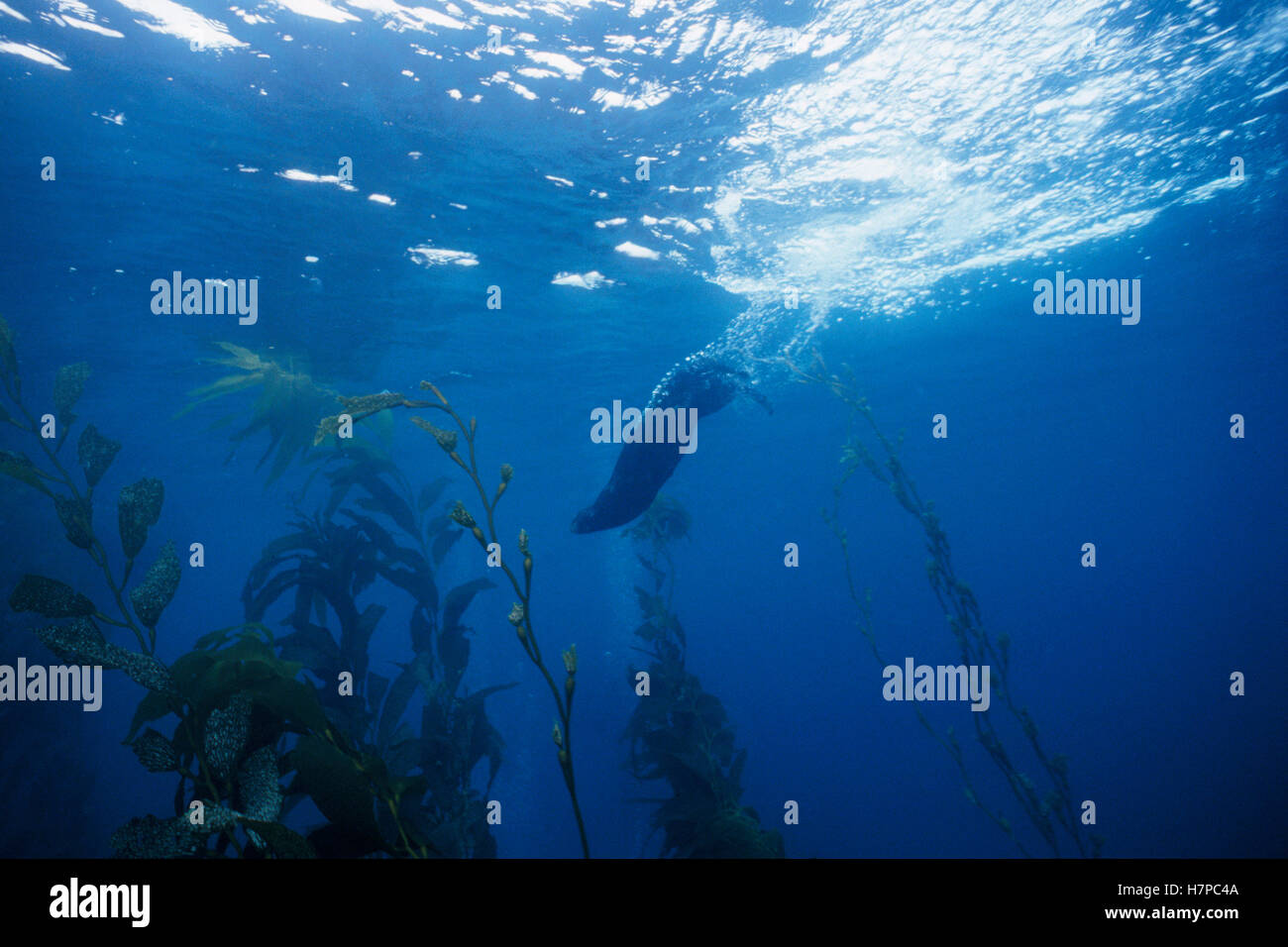 Sea otter kelp underwater hi-res stock photography and images - Alamy