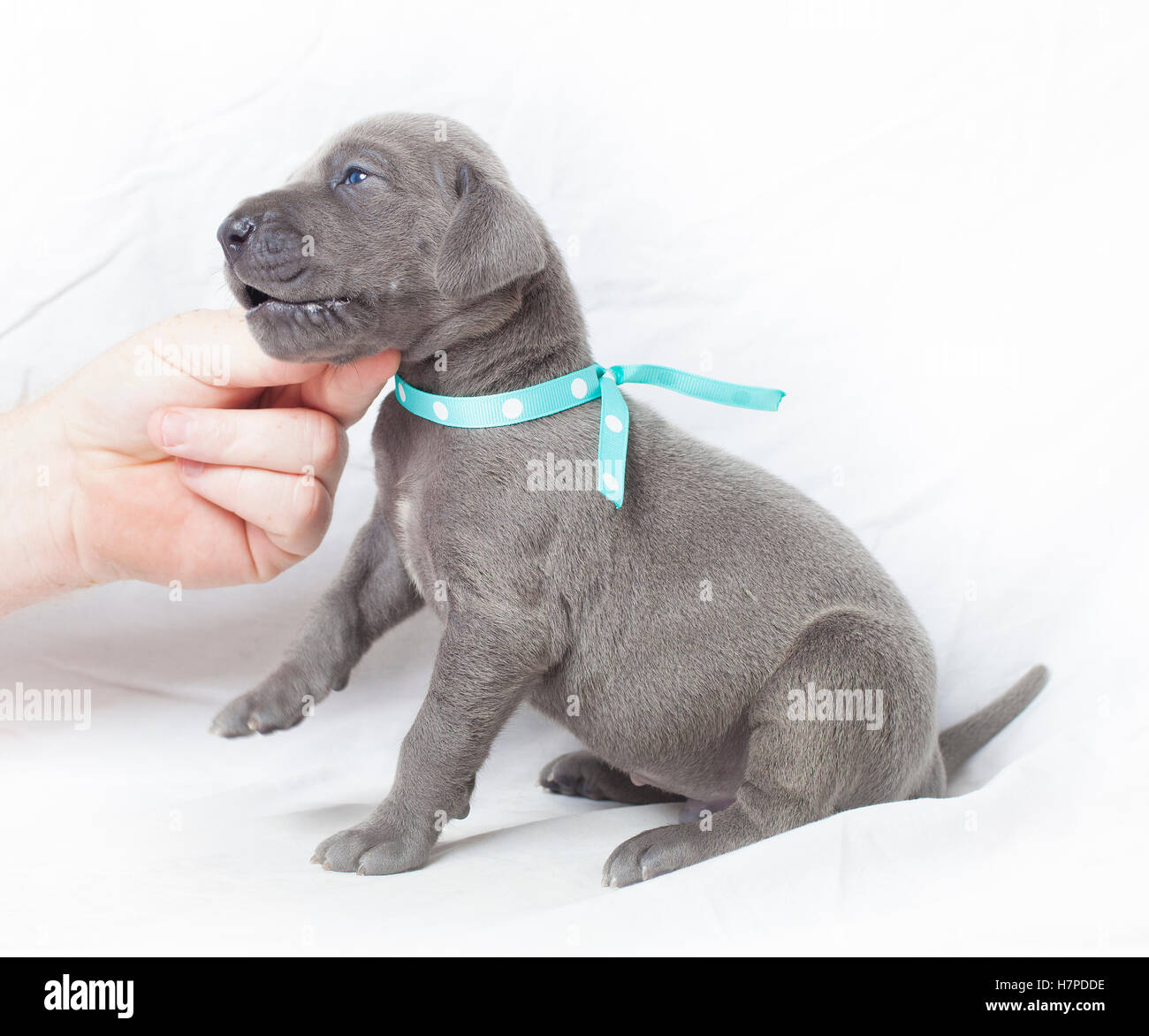Purebred grey Great Dane puppy that is getting feisty Stock Photo Alamy