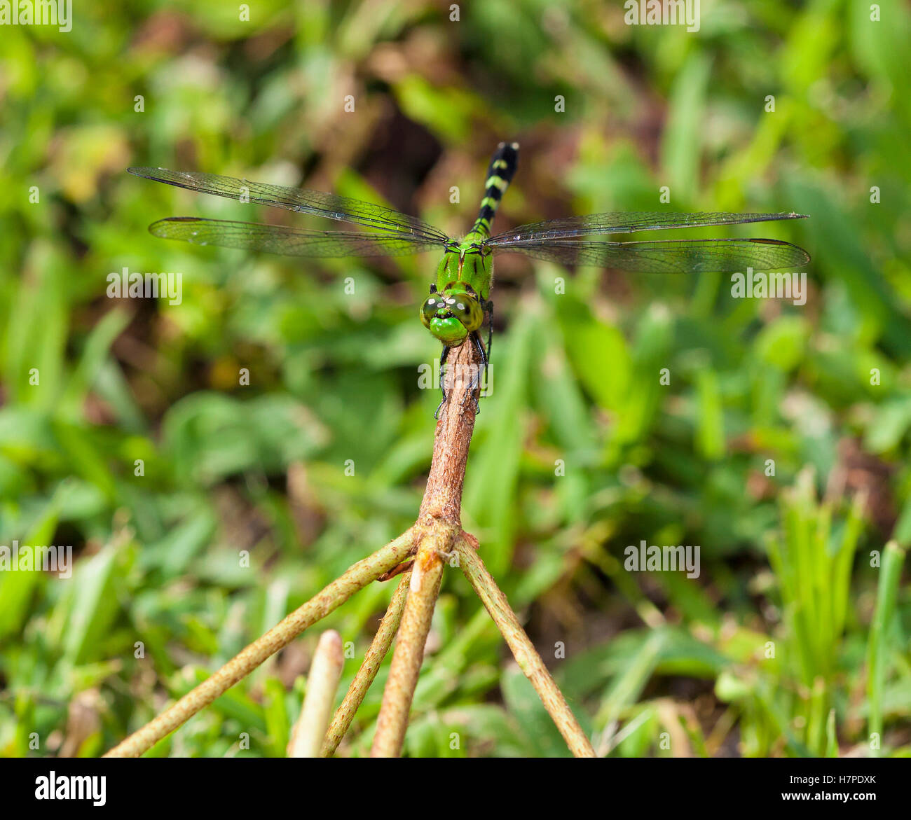 Green dragonfly on a stick with grass that is behind Stock Photo - Alamy