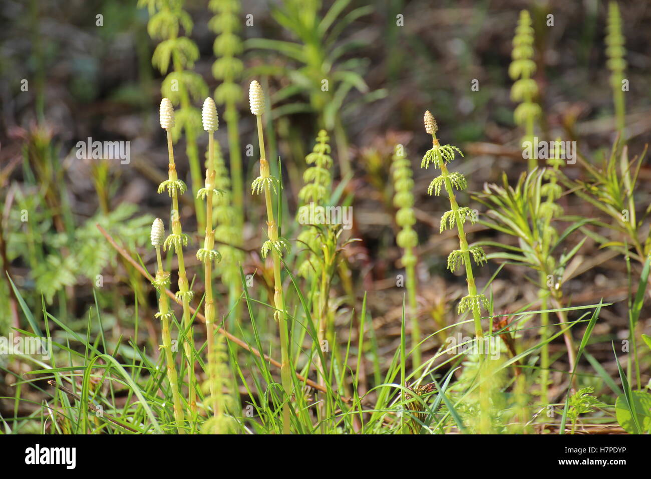 Several wood horsetails (Equisetum sylvaticum) in the nature. Stock Photo