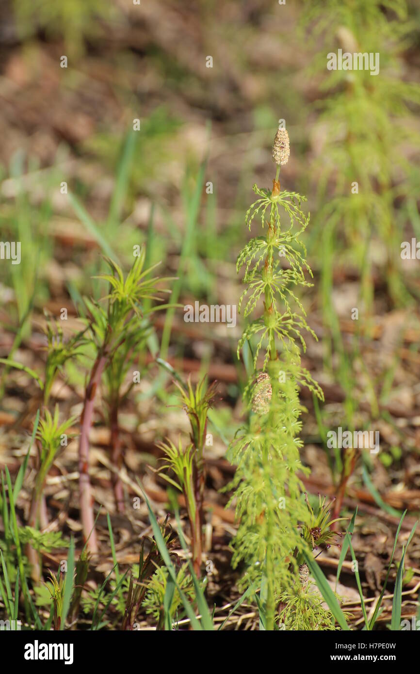 Several wood horsetails (Equisetum sylvaticum) in the nature. Stock Photo