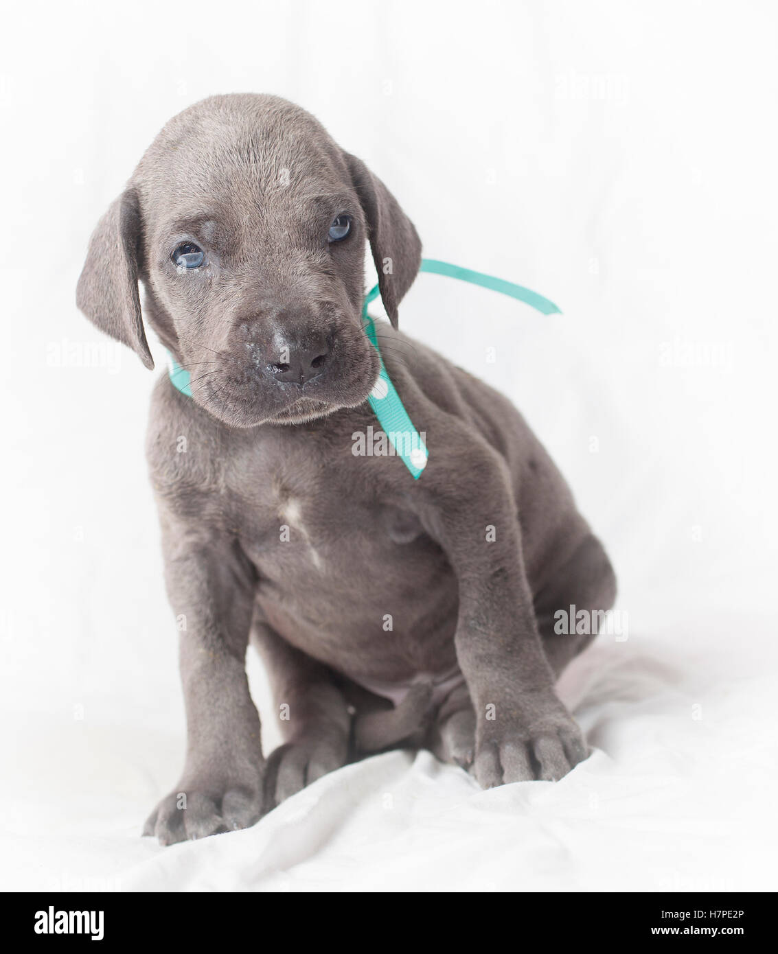 Do Dogs Get Grey Hair