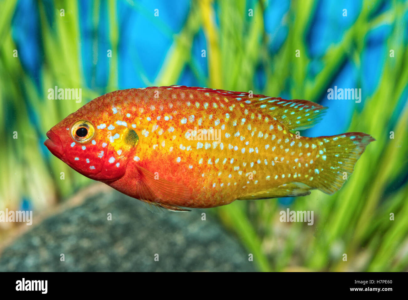 Portrait of freshwater cichlid fish (Hemichromis sp.) in aquarium Stock Photo