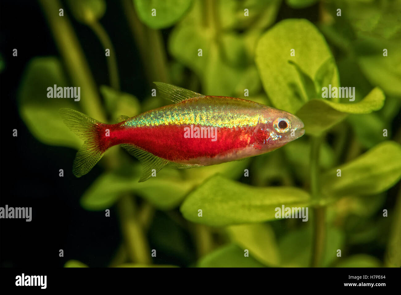 Portrait of freshwater neon tetra fish (Paracheirodon axelrodi) in aquarium Stock Photo