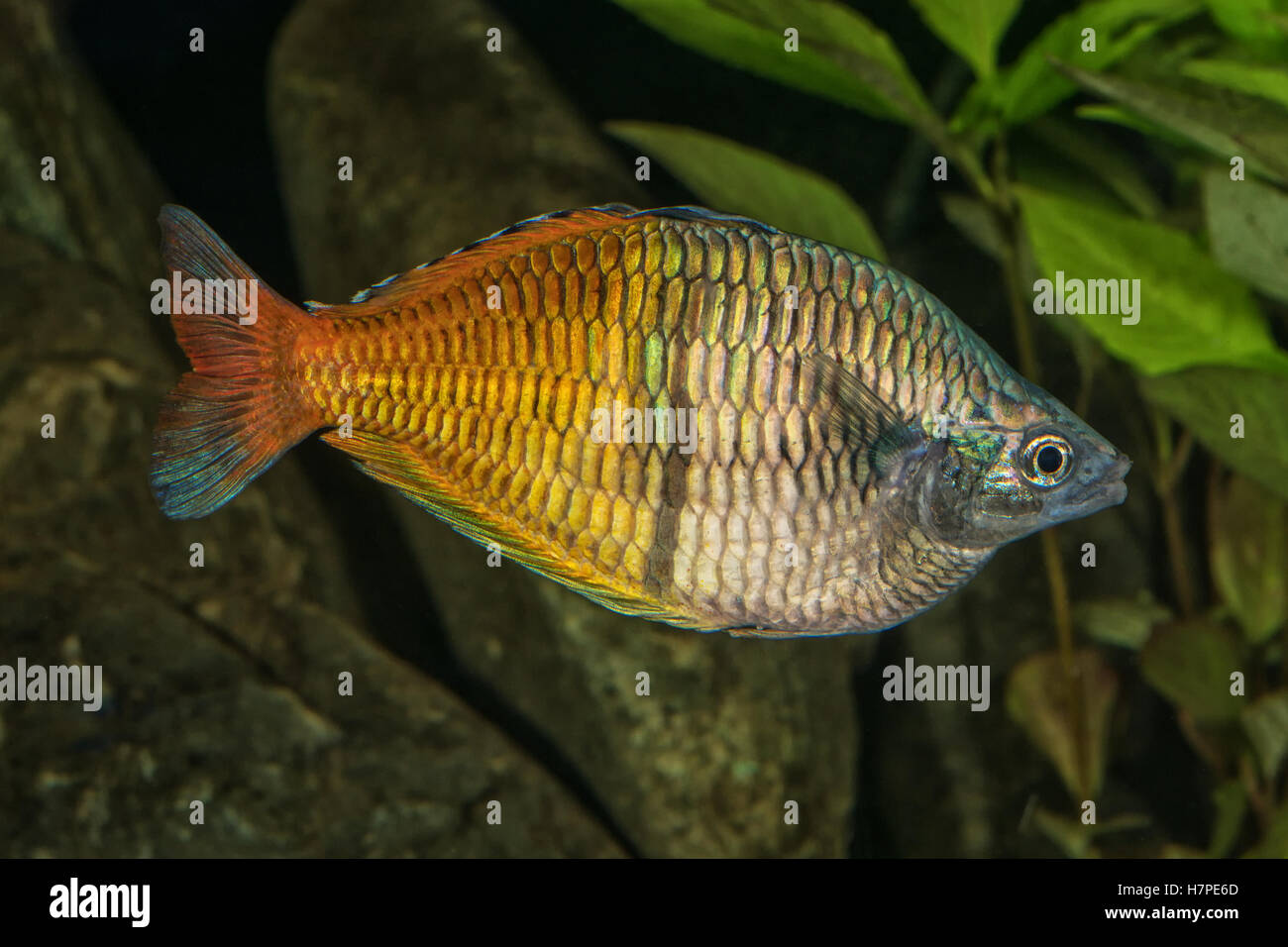Portrait of freshwater rainbowfish (Melanotaenia boesemani) in aquarium Stock Photo