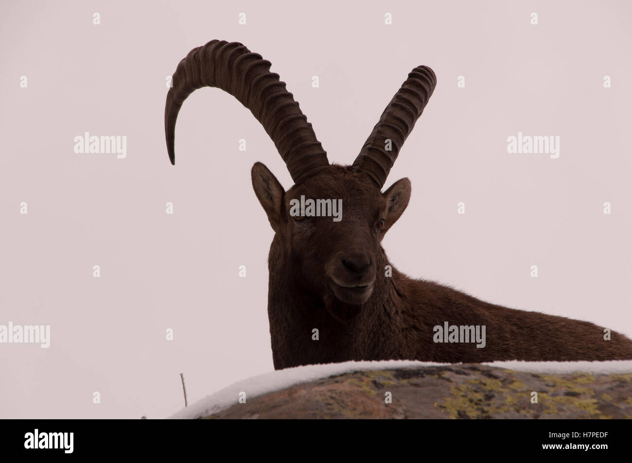 Alpine ibex, Reserve Naturelle des Aiguilles des Rouges, Chamonix-Mont ...