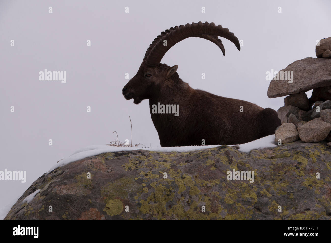 Alpine ibex, Reserve Naturelle des Aiguilles des Rouges, Chamonix-Mont ...