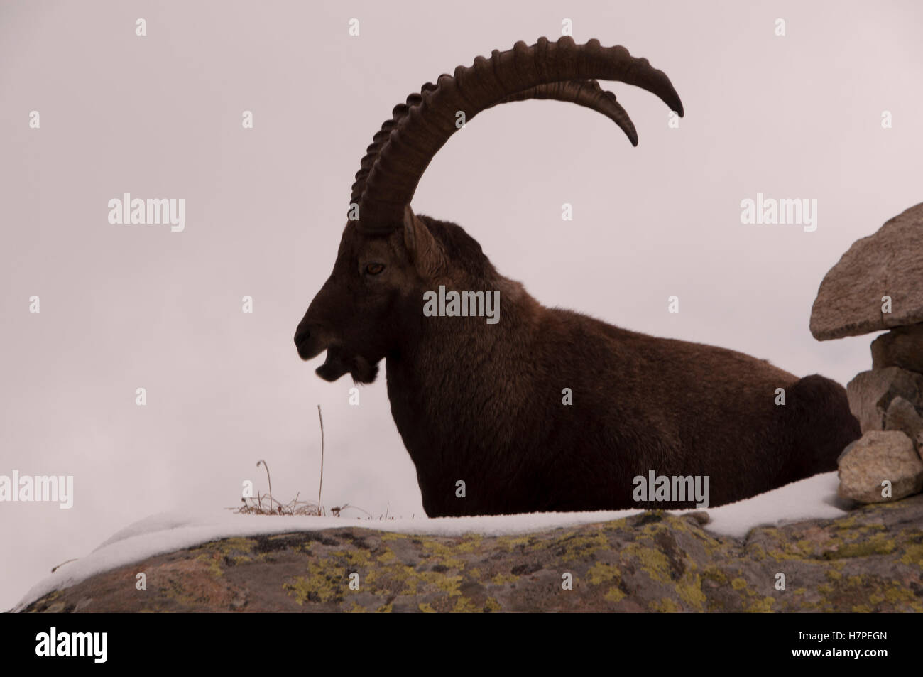 Alpine ibex, Reserve Naturelle des Aiguilles des Rouges, Chamonix-Mont ...