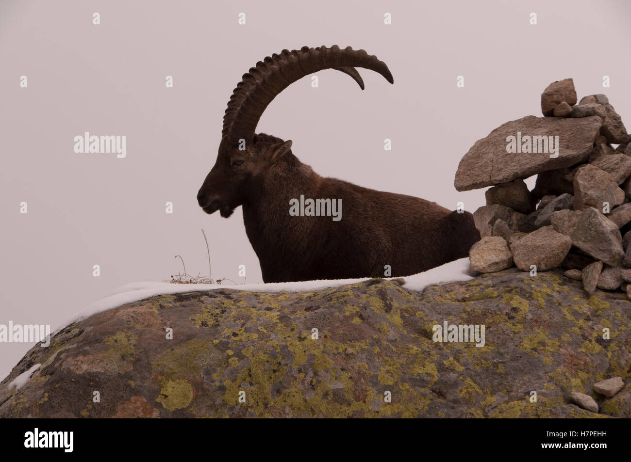 Alpine ibex and rock cairn, Reserve Naturelle des Aiguilles des Rouges ...