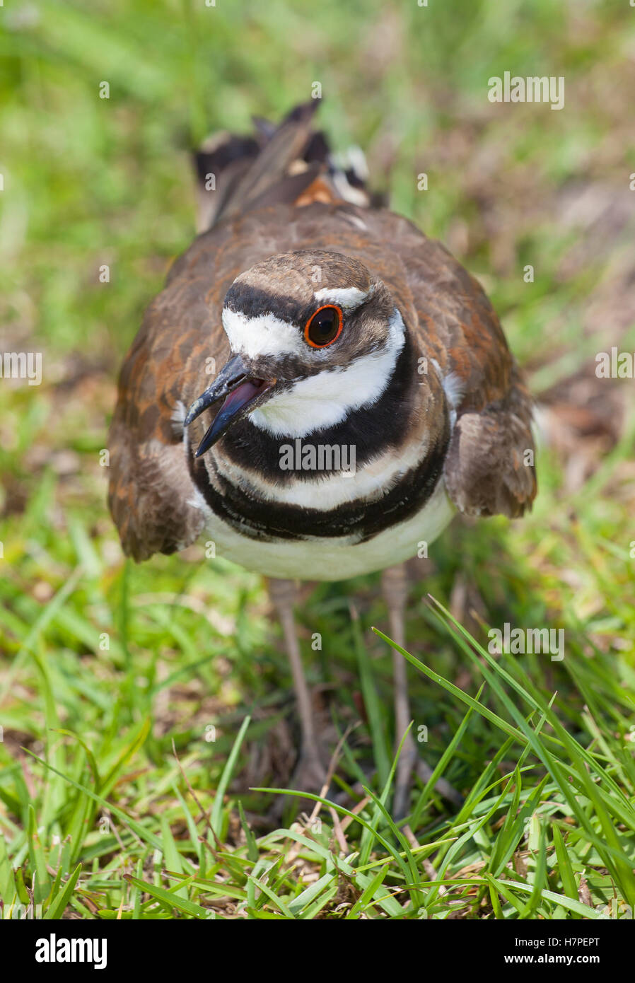 Killdeer on the grass that has its mouth open making noise Stock Photo