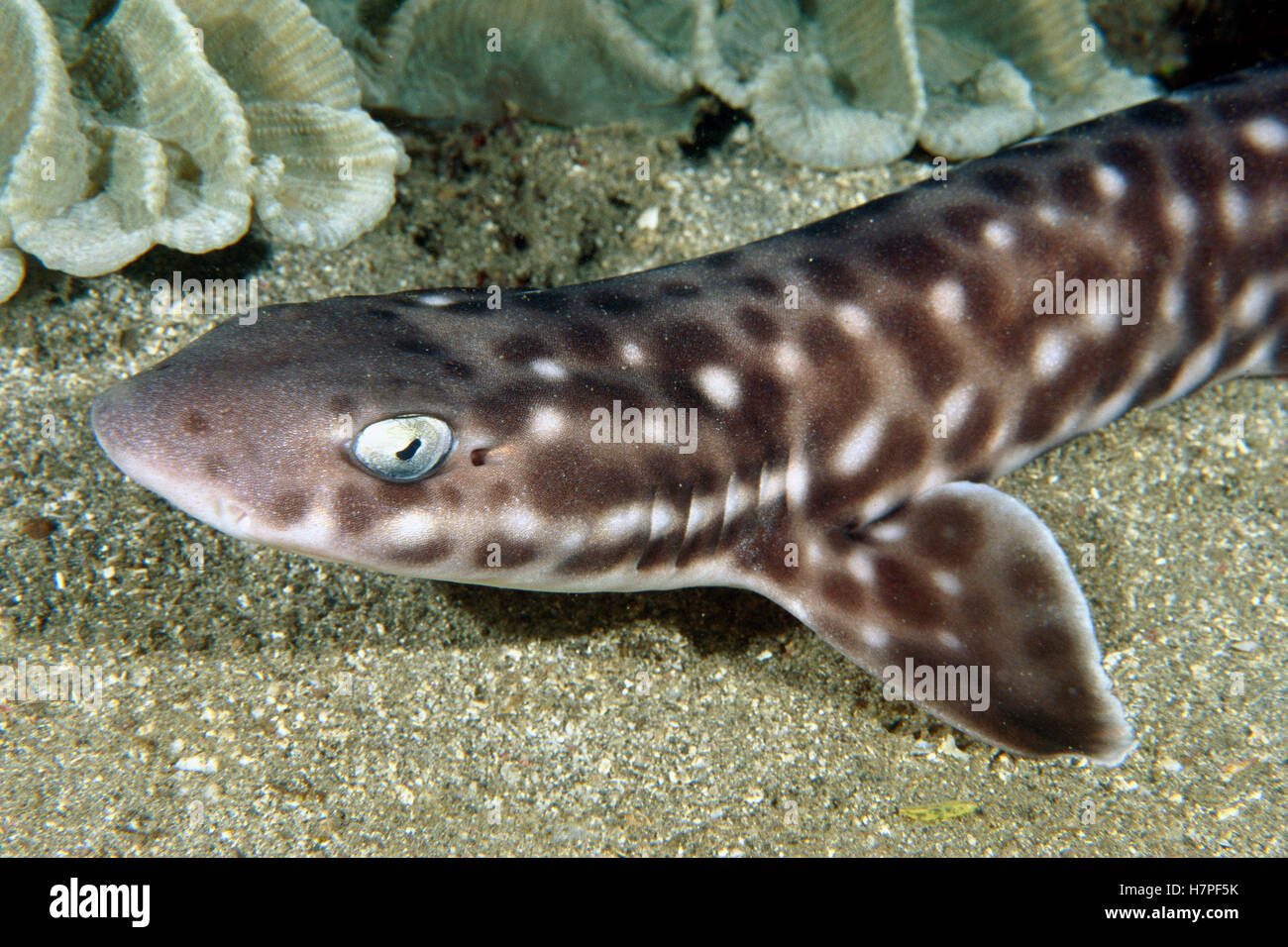 Coral Catshark (Atelomycterus marmoratus) hides during the day and