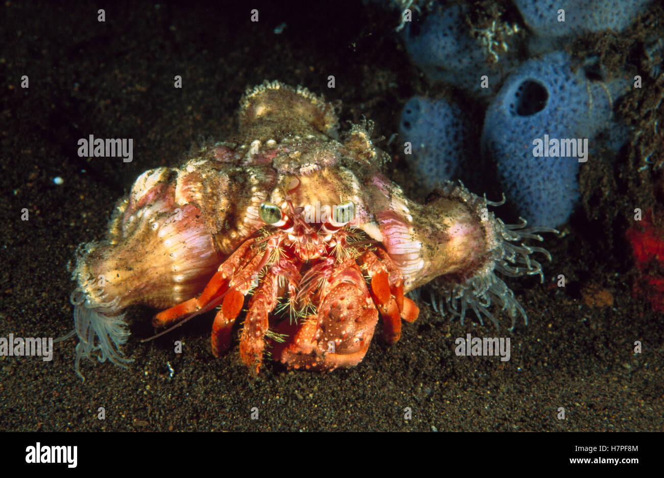 Anemone Hermit Crab (Dardanus pedunculatus) carrying Sea Anemones on