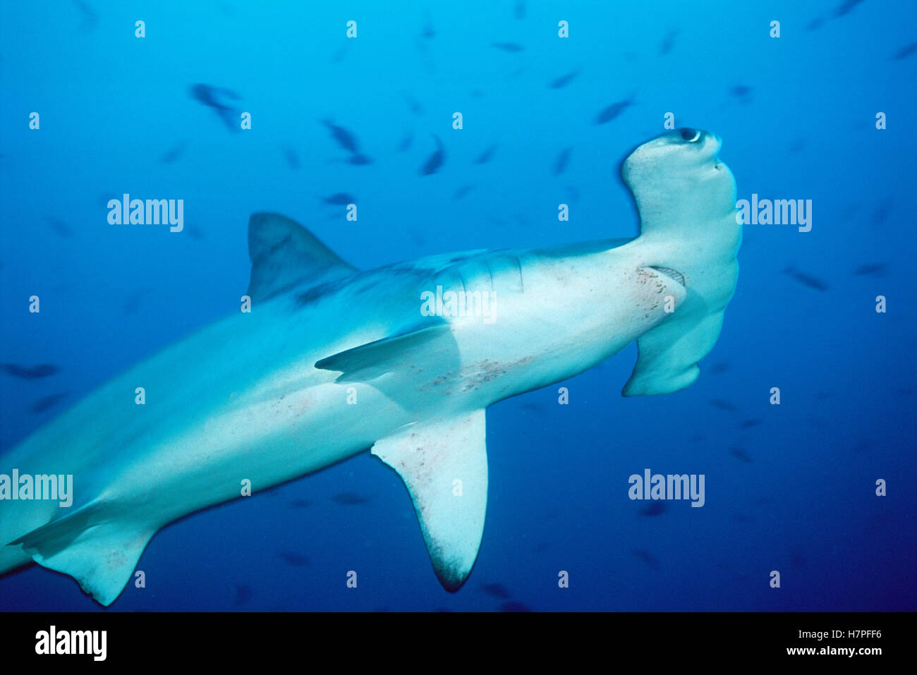 Scalloped Hammerhead Shark (Sphyrna lewini) swimming among reef fish ...