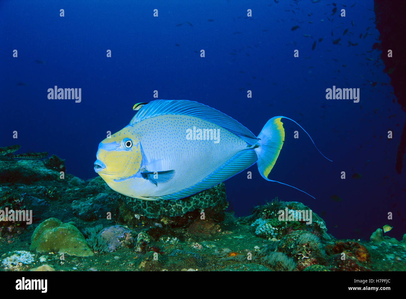 Unicornfish (Naso vlamingii) being cleaned by a Blue-streaked Cleaner ...