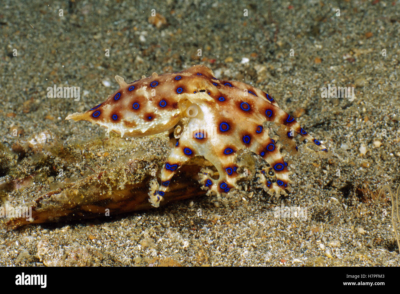 Blue-ringed Octopus (Hapalochlaena sp) swimming, Lembeh Strait ...