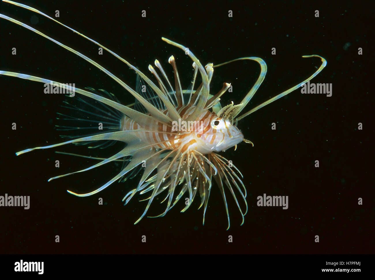 Common Lionfish (Pterois volitans) juvenile, Bali, Indonesia Stock ...