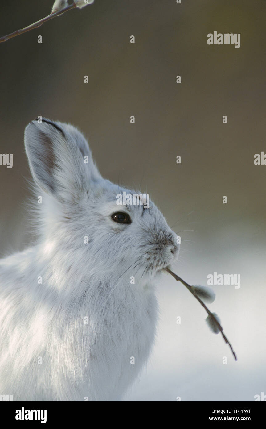 Snowshoe Hare (Lepus americanus) feeding on Pussy Willow (Salix discolor) branch in winter