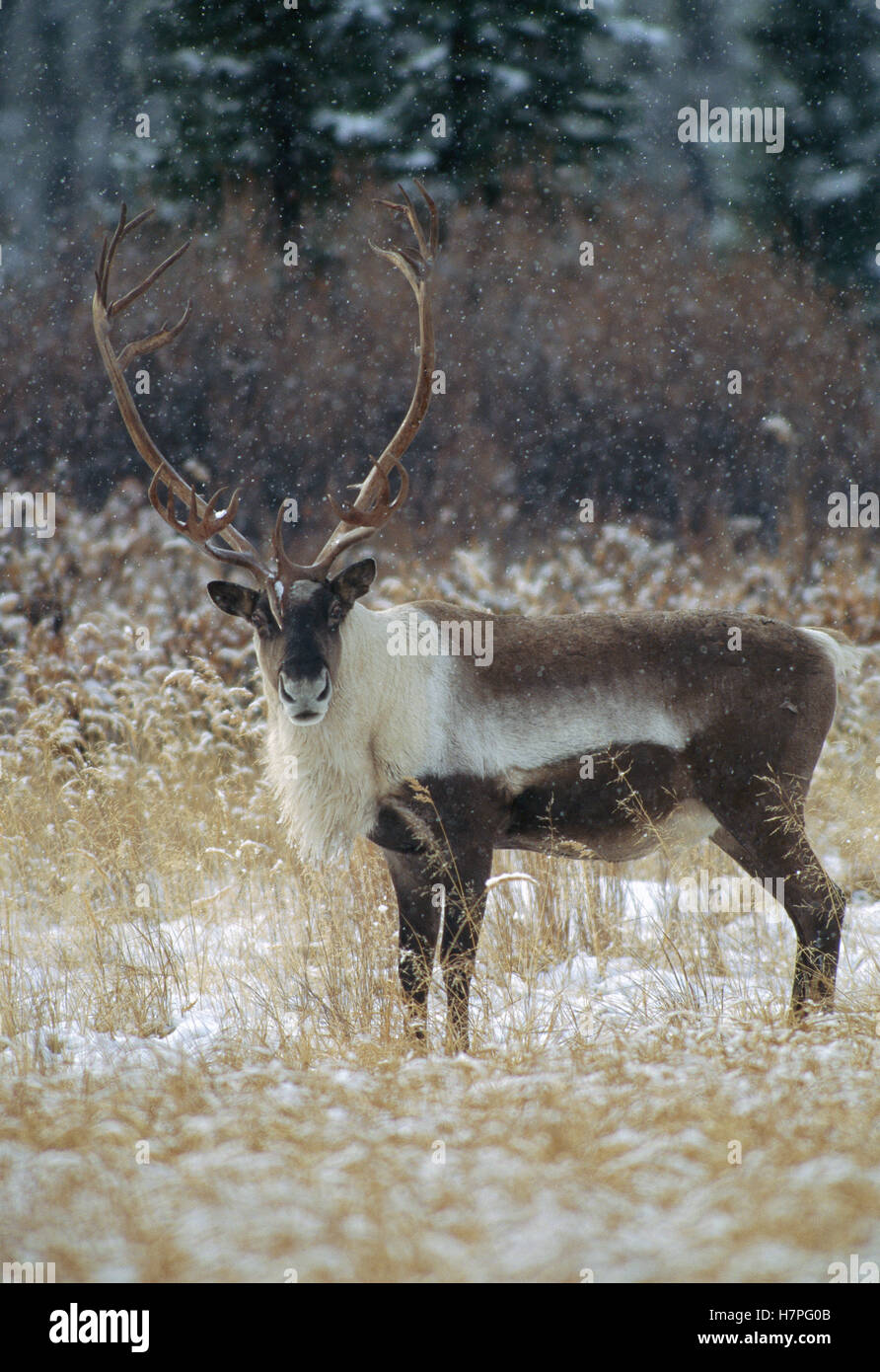 Caribou (Rangifer tarandus) male, Alaska Stock Photo